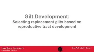 Gilt Development Series: Selecting Replacement Gilts Based on Reproductive Tract Development