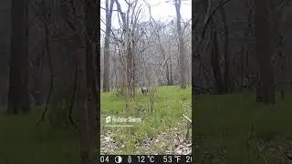 turkey walk no cares in the world #nature #outdoors #turkey