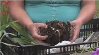 Flower Bulbs : How to Divide Amaryllis Bulbs