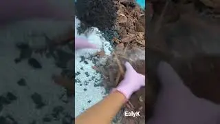Aroid Plants soil mix 🌱