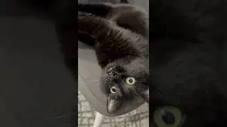 У кого такое же хобби #cat #веселыекоты #мысли #прикольныекоты #приколыскотами #кошки #коты