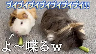 日本語喋れてると思ってプイプイ話しかけてくるモルモット白ちゃん黒ちゃん