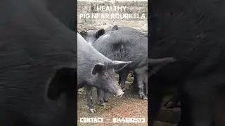 Healthy live pig available near Rourkela.clean hygienic farms #pig#
