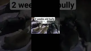 bottle fed my 2 weeks old bully