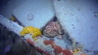 NIGHT DIVE @ Rye Pier, Melbourne