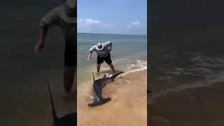 Hammer Head SHARK - Rescued ! #sharkencounter #sharks #hammerhead #fishing #fishspecies