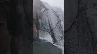 Eeling at Willamette Falls, with Cayuse Tribal Members 2020