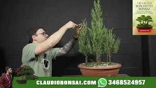 COME TRASFORMARE DEI CICLAMINI IN UN BOSCHETTO BONSAI