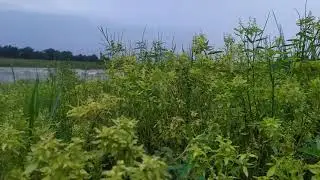 Kangsabati river flood in Purulia, West Bengal