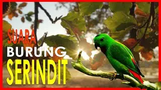 1 Jam Durasi Suara Pikat Burung Serindit