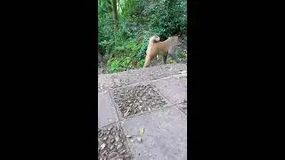 Monkey playtime and social moments: witness the full range of primate behavior 🎪