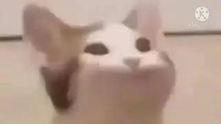Pop Cat but it&rsquo;s bonk