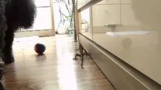 Chamele&oacute;n
