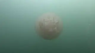 SCUBA Diving in Scotland (Largs) with C&C Divers and Bespoke Diving Adventures (July 2021)