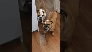 #собака #bulldog #суперсобака #животные #смешновидео #собаки #шуточное #englishbulldog #pets