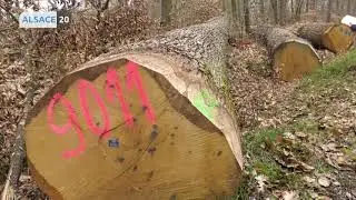 HAGUENAU : Des chênes alsaciens pour la reconstruction de Notre Dame de Paris.