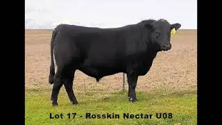 Lot 17 - NRO23U08 - Rosskin Nectar U08