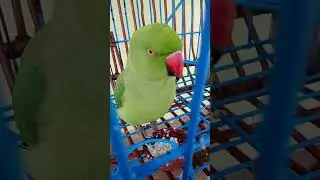 मिट्ठू की प्यारी सी बाते