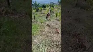 dt.9th May,2024(Kuhva kum 2na NPK pek ni)