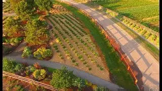 Lavender Garden at Chatfield Farms