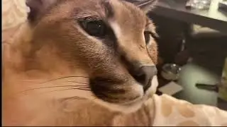 Floppa Satisfying Asmr