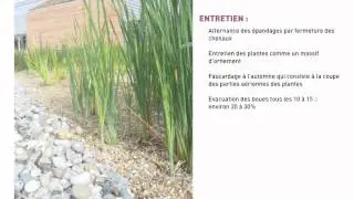 La phyto&eacute;puration Vertd&eacute;co
