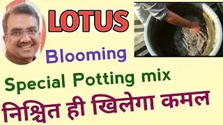 Lotus Dedicated Potting Mix / How To Make Soil For Lotus