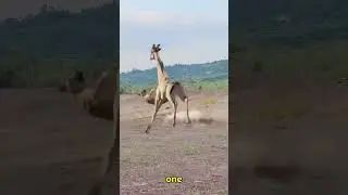 &ldquo;The Giraffe&rsquo;s Height Isn&rsquo;t a Gift &mdash; It&rsquo;s a Deadly Weapon&rdquo;