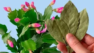 Зацвел Сразу! 1 листик под любой домашний цветок и пышное цветение вам обеспечено!