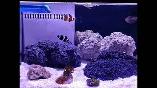 Ep 26 Coral morto Nano Reef