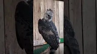 Falcons 😍 #Bird #Beak #Feather #Falconiformes #Wing #Accipitriformes #BirdOfPrey #NaturalMaterial