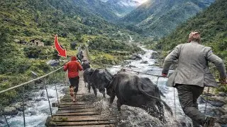 Running with Buffaloes Across Hanging Bridge | Scary Village Journey || Real Life Adventures 
