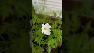 The Most beautiful white #cosmos #flower | #garden #nature #shorts