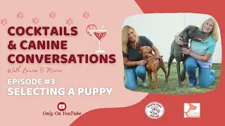 Puppy or Rescue? Making the Best Choice &mdash; Cocktails & Canine Conversations Ep. 3
