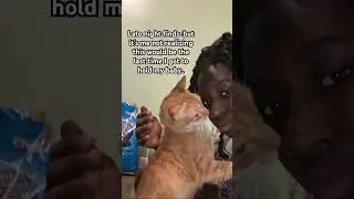 Late night finds #music #fypシ゚viral #cat #spca