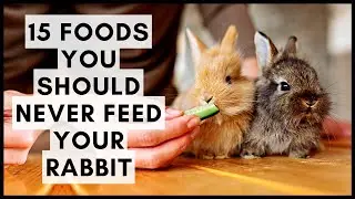 15 Foods You Should Never Feed Your Rabbit