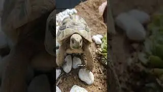 how do turtle live so long ? #turtlefacts#hindifacts #facts #factsinhindi#animalfacts#shorts#viral