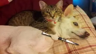 #animalfail   Funny animal compilation # 85