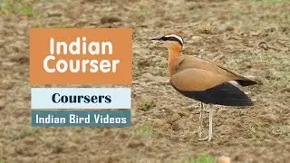 The Indian Courser (Cursorius coromandelicus) - Indian Bird Videos