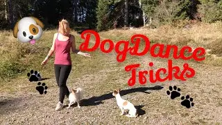 DogDance Tricks zum Nachmachen !