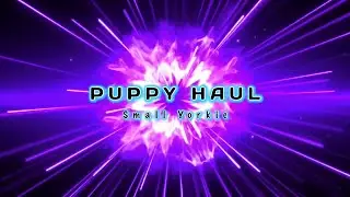 Puppy Haul Small Yorkie Things you may need for new puppy