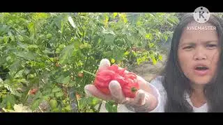 What is Trinidad Scorpion Pepper?  @Wide Open Transit Farm