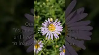 Quote of the Day 63 #quotes #flowers #quoteoftheday #ocean