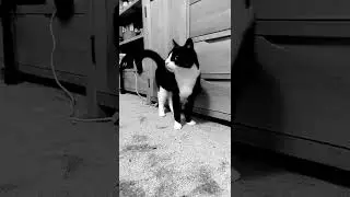 Buddy is stuck in the 6th Dimension #cat #cute #short