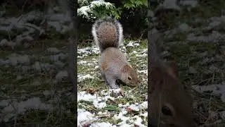 Cats Love Watching Squirrels Eat 🐿️😺