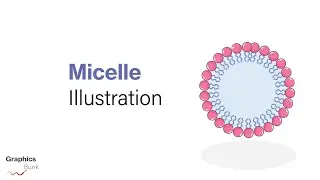 Create Micelle (Lipid membrane) using Adobe Illustrator.