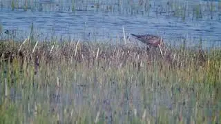 Isosirri, Calidris canutus