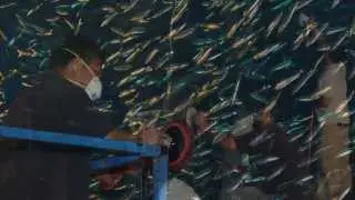 Keeping It Clean: Buffing the Open Sea Exhibit Window