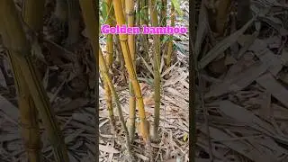 Golden bamboo - Psylliostachys aurea #music #nature #gardening #plants #ytshorts #shorts