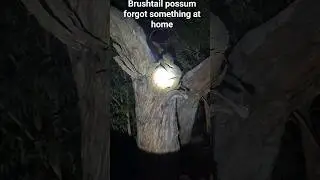 Brush tail possum was leaving home for the night but ran back in when I came down #possum #australia